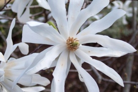 Magnolia stellata 30-40 cm RN